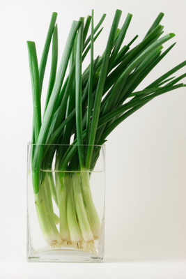 XOLDA Bunching Onion Vegetable Seed(51 per packet)