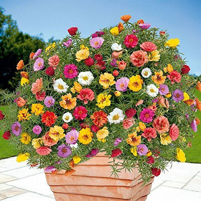 ACCELCROP Four o Clock Flower Seed(10 per packet)