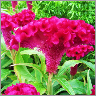 CYBEXIS PUAS-9 - Cockscomb Rose/Red (Celosia) Flower - (180 Seeds) Seed(180 per packet)