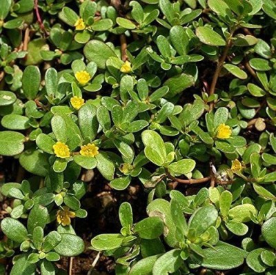CYBEXIS XLL-35 - Green Purslane (Portulaca oleracea) Rare Herb - (900 Seeds) Seed(900 per packet)