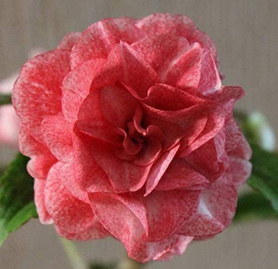 CYBEXIS TLX-7 - Tom Samb Salmon of Balsam from Russia - (90 Seeds) Seed(90 per packet)