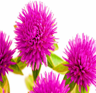 CYBEXIS HUA-99 - Gomphrena Globosa Strawberry Beautiful Flower F1 Hybrid - (540 Seeds) Seed(540 per packet)