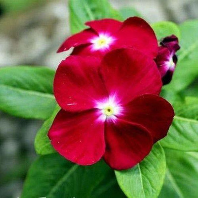 VibeX LX-13 - VINCA ROSEA CRANBERRY MIXED FLOWER - (540 Seeds) Seed(540 per packet)