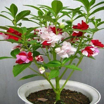 CYBEXIS Balsam Flower Seeds Seed(1 g)