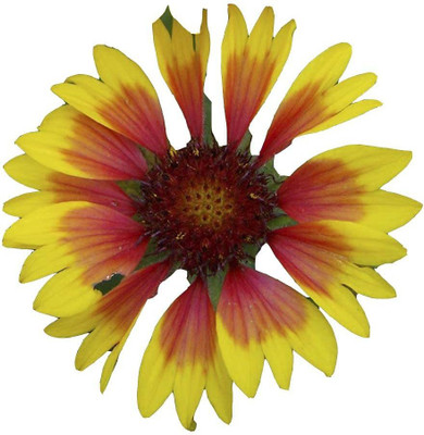 CYBEXIS LX-30 - Gaillardia aristata - (60 Seeds) Seed(60 per packet)