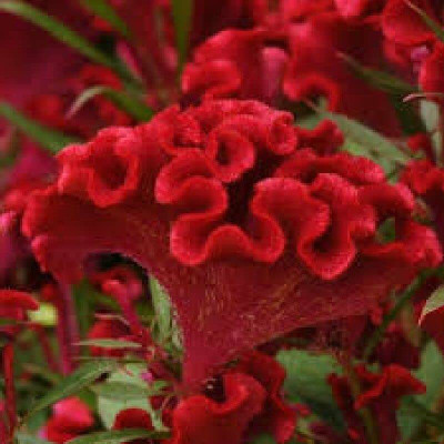 CYBEXIS NDIR-34 - Cockscomb Celosia Cristata Compact Bright Red Flower - (60 Seeds) Seed(60 per packet)