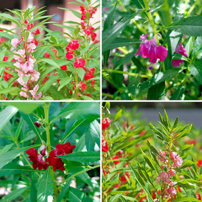 CYBEXIS LX-98 - Balsam Tom Thumb Flower - (270 Seeds) Seed(270 per packet)