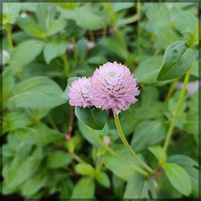 Aywal Gomphrena Choice Mix Seed(90 per packet)