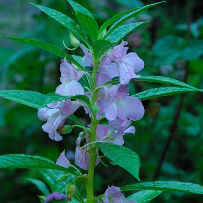 CYBEXIS XL-12 - Balsam Flower Mix - (30 Seeds) Seed(30 per packet)