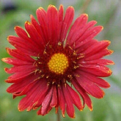 CYBEXIS Gaillardia - Burgundy Seeds - High Germination Seed(1 g)
