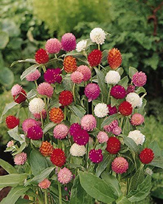 CYBEXIS HUA-82 - Globe Amaranth Mix Flower Gomphrena - (60 Seeds) Seed(60 per packet)