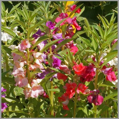 CYBEXIS GUA-66 - Balsam Mixed Flower - (270 Seeds) Seed(270 per packet)