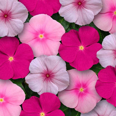 CYBEXIS Vinca Mix F1 Hybrid Seeds Seed(1 g)