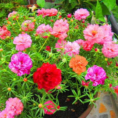 ACCELCROP Portulaca Seed(85 per packet)