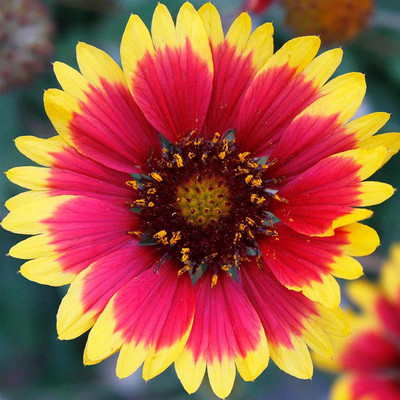 CYBEXIS LX-81 - Blanket Flower Gaillardia Wildflower - (180 Seeds) Seed(180 per packet)