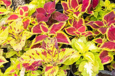 VibeX LX-13 - Coleus Beautiful Colourful Leaves - (450 Seeds) Seed(450 per packet)