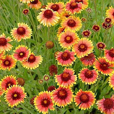 VibeX VXI-36 - Gaillardia Blanket Flower - (540 Seeds) Seed(540 per packet)