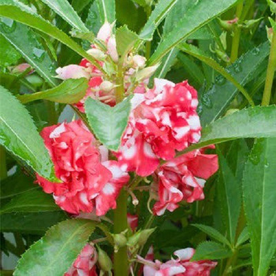 CYBEXIS TLX-41 - Balsam Multi Mix Flower - (30 Seeds) Seed(30 per packet)