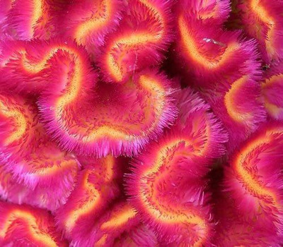 CYBEXIS CORAL GARDENS MIX CELOSIA COCKSCOMB Seed(50 per packet)