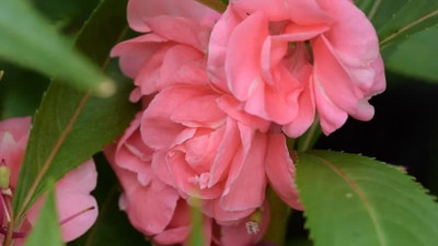 CYBEXIS VXI-87 - Balsam Tom Thumb Mix - (270 Seeds) Seed(270 per packet)