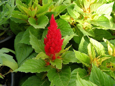 CYBEXIS Celosia Cockscomb Plants thrive in heat and sun Seed(1 g)