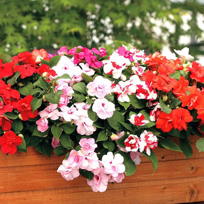 CYBEXIS Balsam Flower Tom Thumb Mix GMO-Free Seeds Seed(1 g)