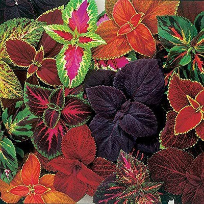 CYBEXIS KGF -3 - Giant Exhibition Complete Mix Coleus - (1350 Seeds) Seed(1350 per packet)