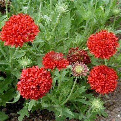 CYBEXIS PUAS-26 - F1 HYBRID GAILLARDIA Red FLOWER - (180 Seeds) Seed(180 per packet)