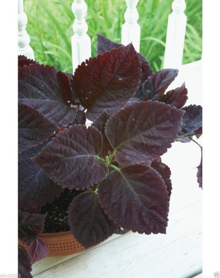 CYBEXIS LX-98 - Dark Chocolate Coleus - (1350 Seeds) Seed(1350 per packet)