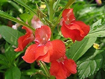 CYBEXIS XLL-69 - Impatiens Balsam Red Balsamin Flowers - (30 Seeds) Seed(30 per packet)