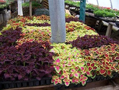 CYBEXIS Coleus Seeds ,Black Dragons.Annual flowers,Shaded loving Seed(100 per packet)