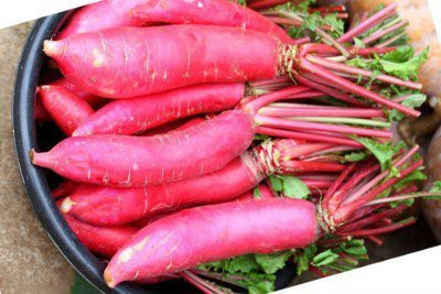 XOLDA Red Radish Vegetable Seed(51 per packet)