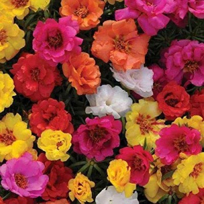 VibeX VXI-53 - Rare Portulaca Moss Rose Double Mix Flower - (900 Seeds) Seed(900 per packet)