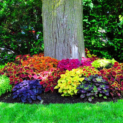 VibeX XLR-40 - Common Coleus Mixed Organic - (1350 Seeds) Seed(1350 per packet)