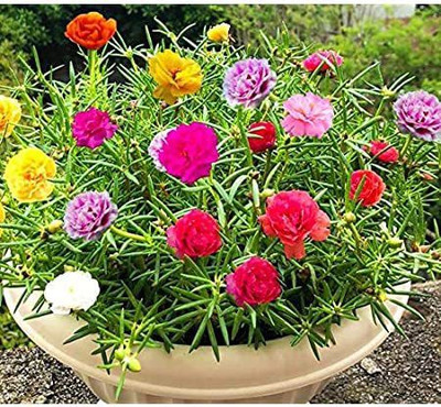 CYBEXIS VVI-89 - Portulaca Double Mixed Color - Desi Flower - (100 Seeds) Seed(100 per packet)