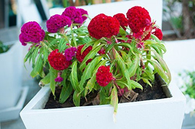 CYBEXIS XLR-6 - Celosia Cockscomb Dwarf Mix (Cristata Nana) - (180 Seeds) Seed(180 per packet)
