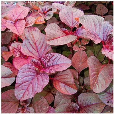 Paudha Red Amaranthus Vegetable Seed(30 per packet)