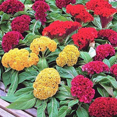 CYBEXIS NDIR-17 - Celosia Cockscomb dwarf mix flower - (60 Seeds) Seed(60 per packet)