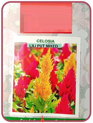 CYBEXIS KGF -88 - CELOSIA - LILIPUT MIXED -Flower - (60 Seeds) Seed(60 per packet)