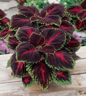 CYBEXIS LX-13 - Rainbow Flower Coleus - (1350 Seeds) Seed(1350 per packet)