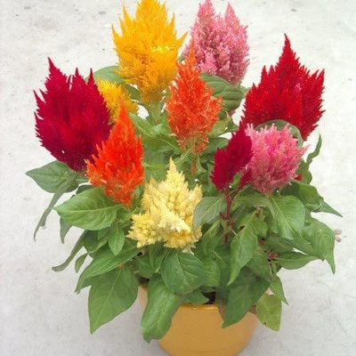CYBEXIS VVI-72 - Celosia Flower - (180 Seeds) Seed(180 per packet)