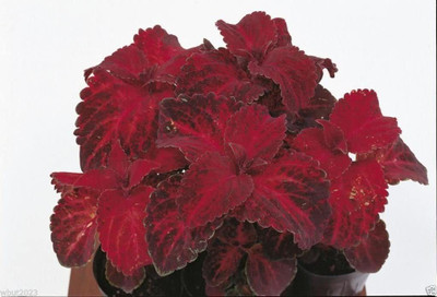 VibeX XLL-86 - Coleus - Velvet Red - (1350 Seeds) Seed(1350 per packet)