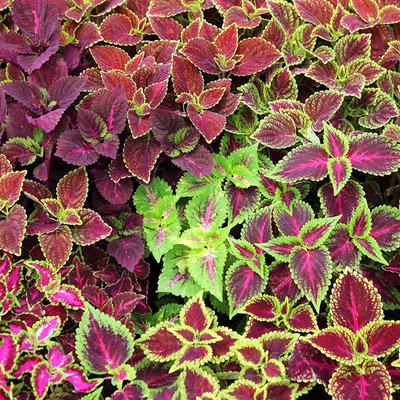 CYBEXIS Coleus Flower Garden Seeds - Jazz Combo Mix Seed(100 per packet)