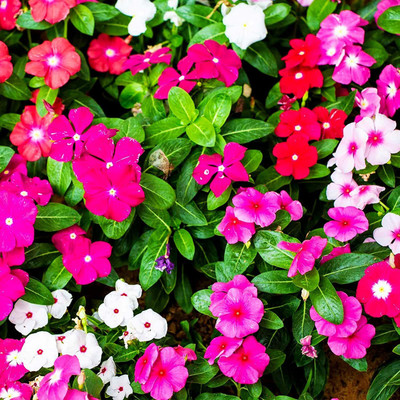 VibeX NBIR-93 - Vinca Medi Trailing Vinca F1 Hybrid Mix Color - (540 Seeds) Seed(540 per packet)