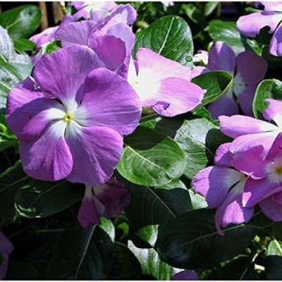 KANAYA Vinca/Sadabahar Mix All Season Flower seeds for Kitchen Gardening Seed(20 per packet)