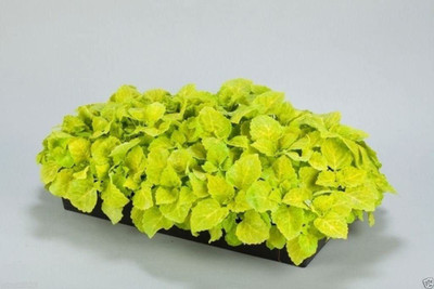 VibeX PUAS-26 - Coleus Chartreuse leaves with softer yellow veins - (150 Seeds) Seed(150 per packet)