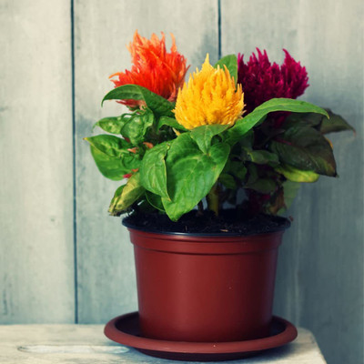 VibeX NDIR-85 - CELOSIA - LILIPUT MIXED -Flower - (60 Seeds) Seed(60 per packet)