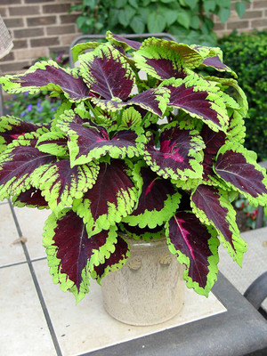 CYBEXIS VXI-19 - Coleus Rainbow Mixed Variety Quality - (1350 Seeds) Seed(1350 per packet)