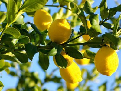 RecronSeed fruit lemon (citrus) Seed(20 per packet)