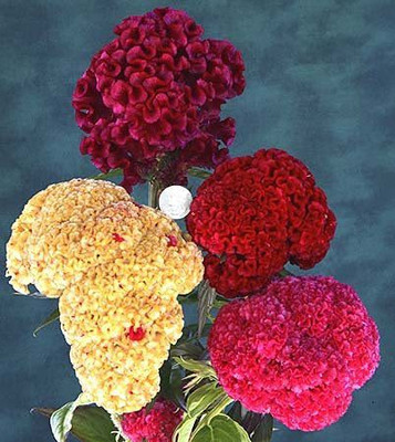 CYBEXIS GUA-15 - Celosia Cockscomb dwarf mix flower - (60 Seeds) Seed(60 per packet)